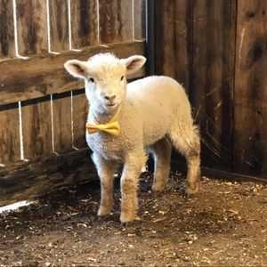 Meet your Posher, Katelynn